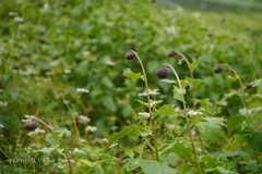 Saussurea auriculata